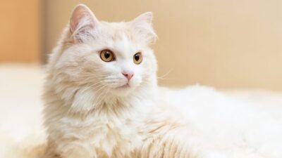 Kucing Anggora