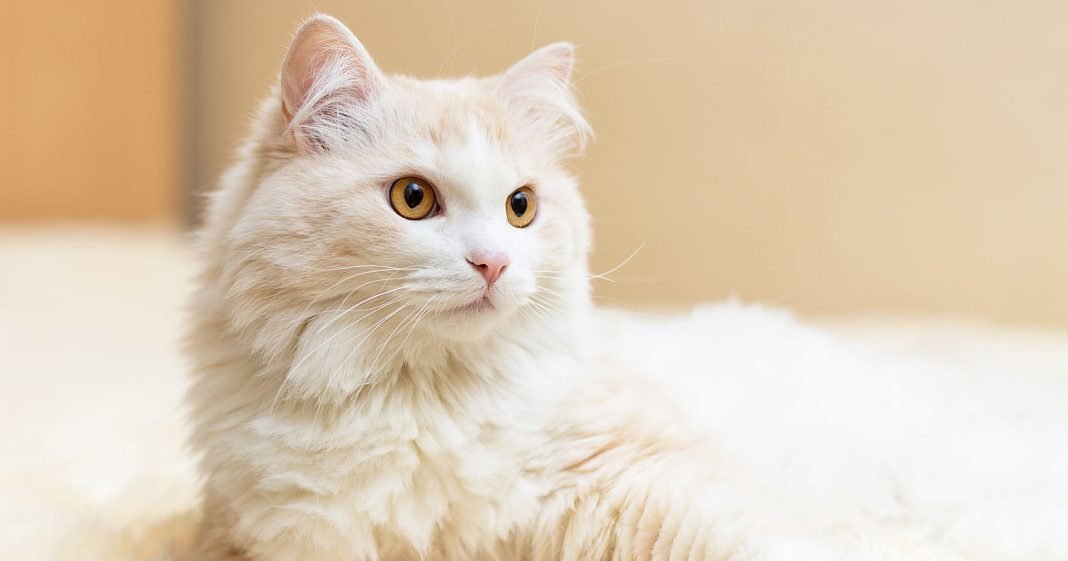 Kucing Anggora