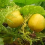 Buah liar masa kecil
