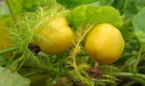 Buah liar masa kecil