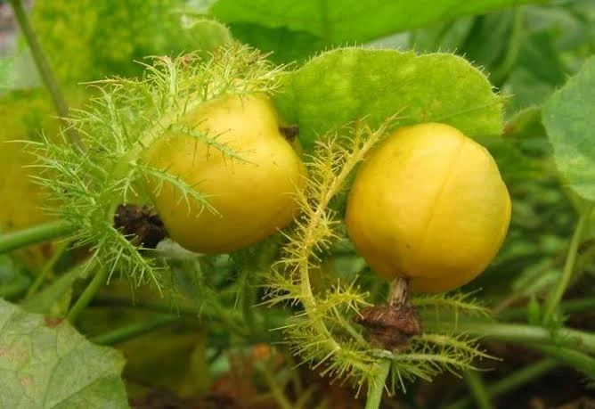 Buah liar masa kecil