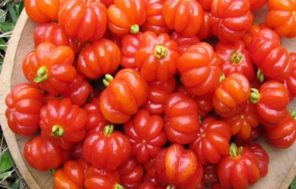 Manfaat Buah Dewandaru