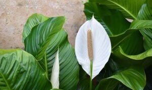 Tanaman Hias Beracun yang Sering Ada di Rumah